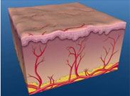 波長更好吸收的物質